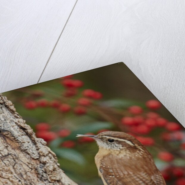 Carolina Wren by Anonymous