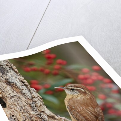 Carolina Wren by Anonymous
