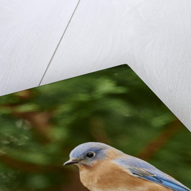 Eastern Bluebird by Anonymous