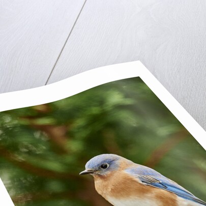 Eastern Bluebird by Anonymous