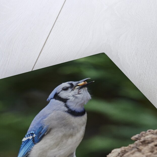 Blue Jay by Anonymous