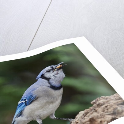 Blue Jay by Anonymous