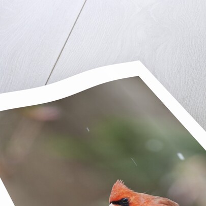 Nothern Cardinal by Anonymous