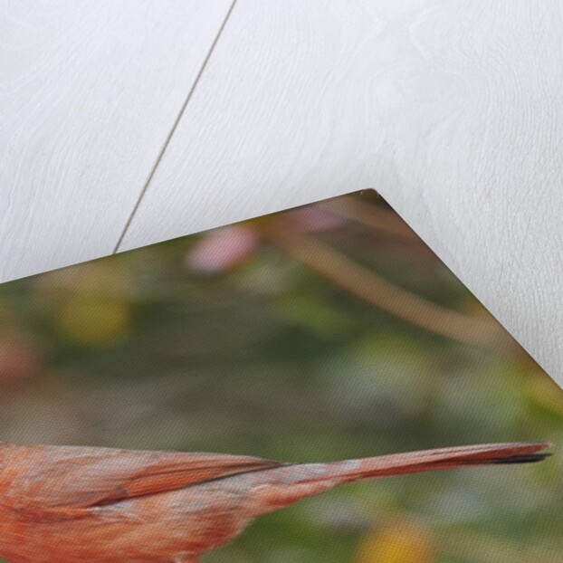 Nothern Cardinal by Anonymous