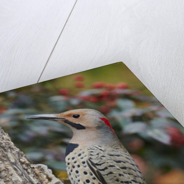Northern Flicker by Anonymous