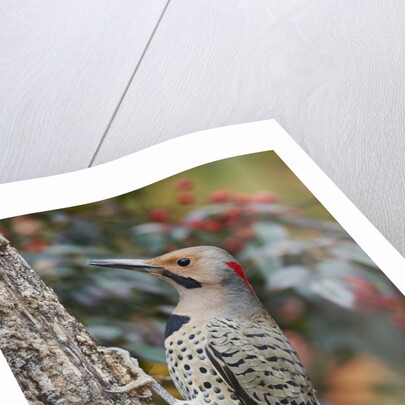 Northern Flicker by Anonymous