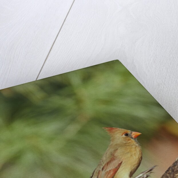 Northern Cardinal by Anonymous