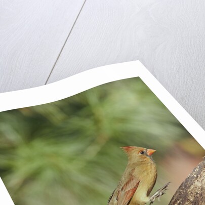 Northern Cardinal by Anonymous