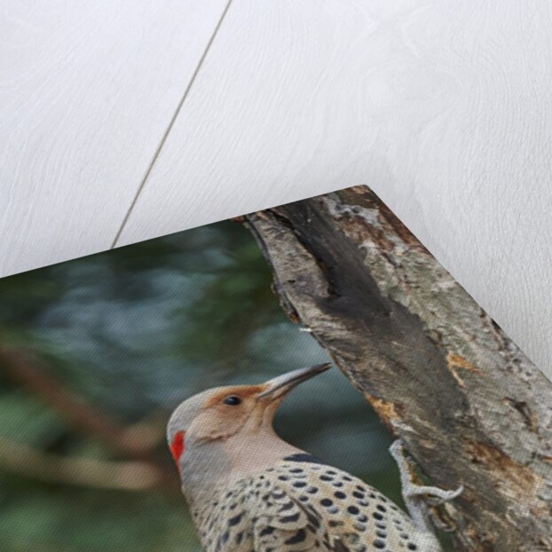Flicker by Anonymous