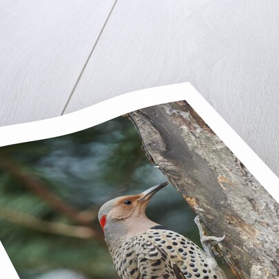 Flicker by Anonymous