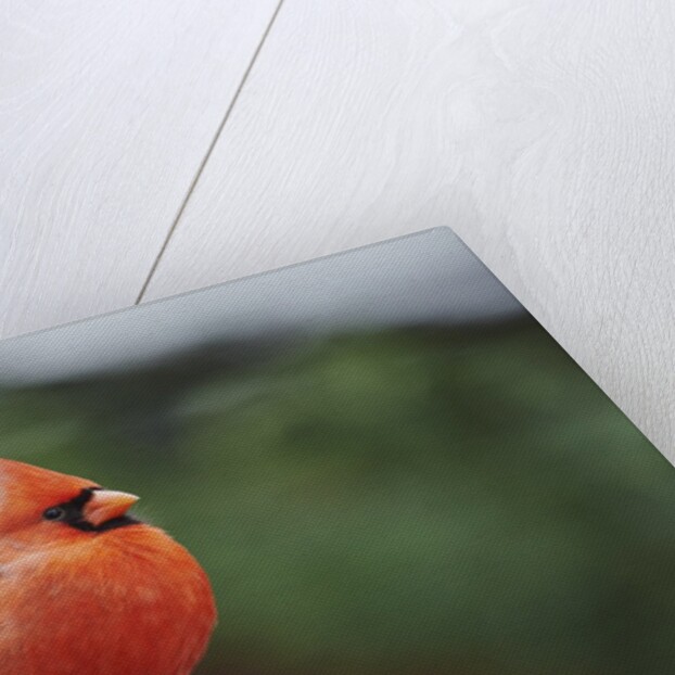 Nothern Cardinal by Anonymous