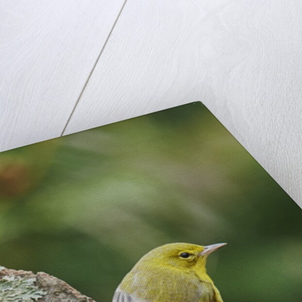 Pine Warbler by Anonymous