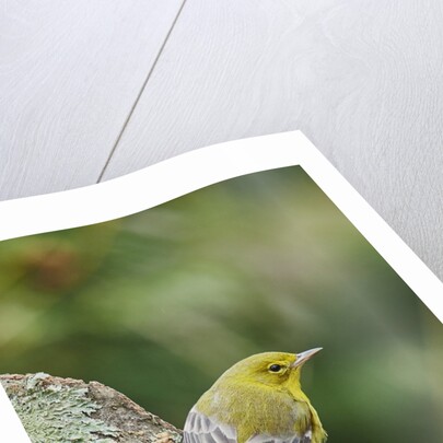 Pine Warbler by Anonymous