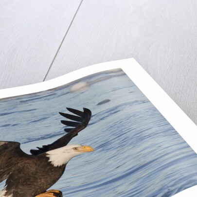 Bald Eagle fishing by Anonymous