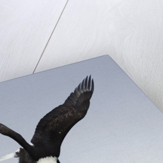 Bald Eagle dives with talons out by Anonymous