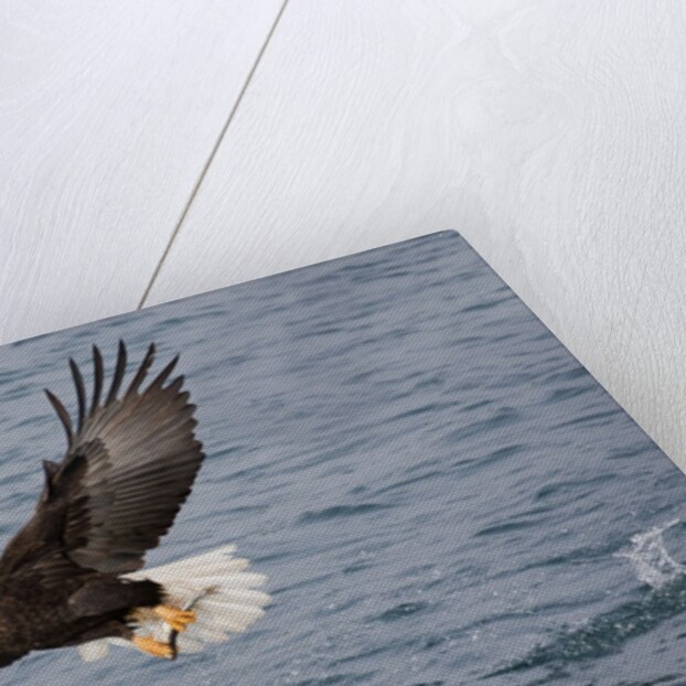 Bald Eagle catchs a fish in it's talons by Anonymous