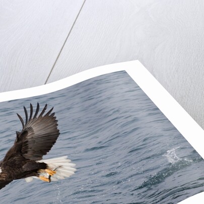 Bald Eagle catchs a fish in it's talons by Anonymous