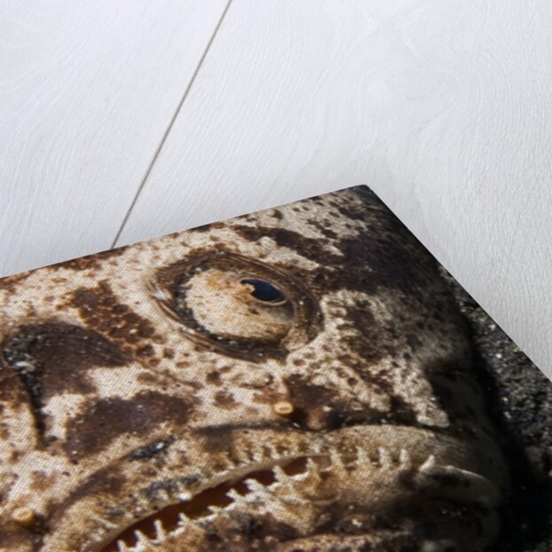 Whitemargin Stargazer buried in sand in ambush by Anonymous