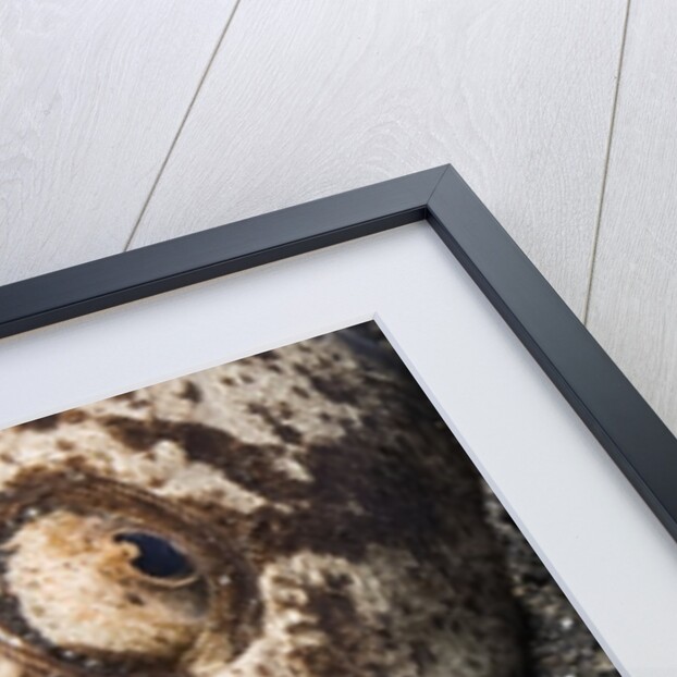 Whitemargin Stargazer buried in sand in ambush by Anonymous