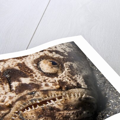 Whitemargin Stargazer buried in sand in ambush by Anonymous