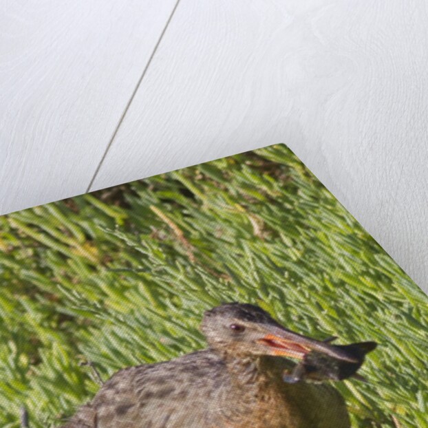 Clapper Rail with crab in it's bill by Anonymous