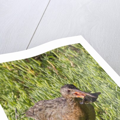 Clapper Rail with crab in it's bill by Anonymous