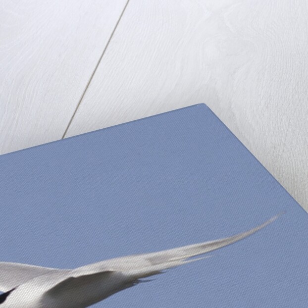Elegant Tern flies with pipefish in it's bill by Anonymous