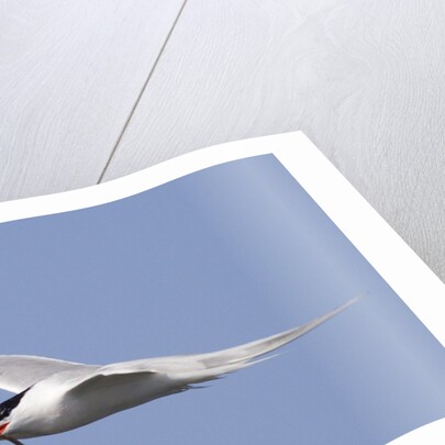 Elegant Tern flies with pipefish in it's bill by Anonymous