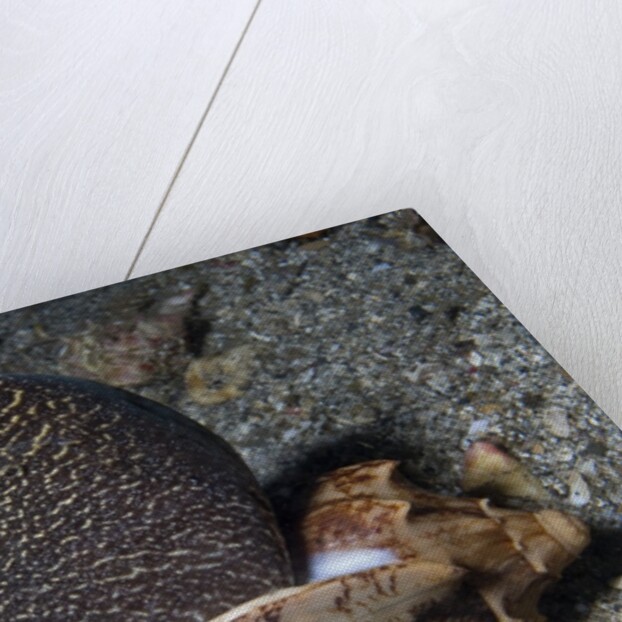 Bat Volute eatoing a Cowrie by Anonymous