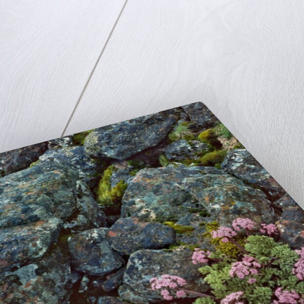 Pink lomatium flowers and lichen covered rocks by Anonymous