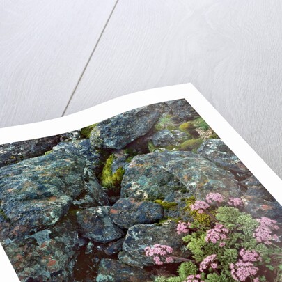 Pink lomatium flowers and lichen covered rocks by Anonymous