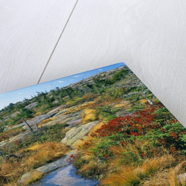 Autumn colors on Cadillac Mountain by Anonymous