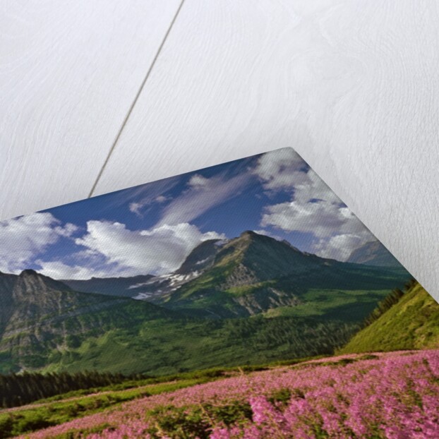 Fireweed blooms in Glacier National Park by Corbis