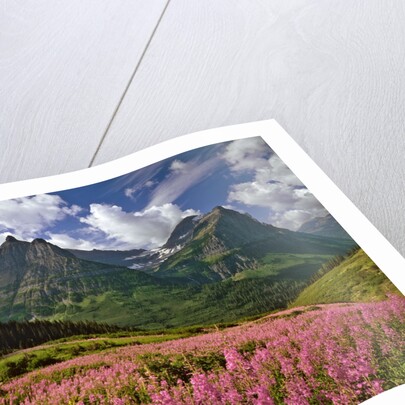 Fireweed blooms in Glacier National Park by Corbis