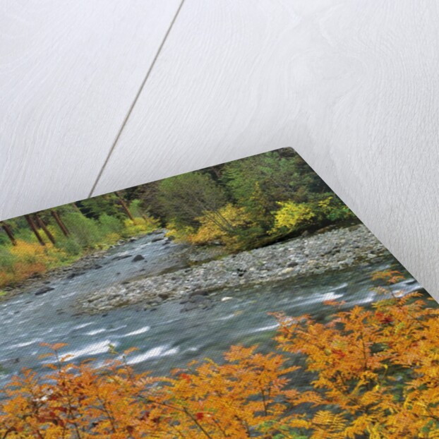 Autumn color along Imnaha River by Anonymous