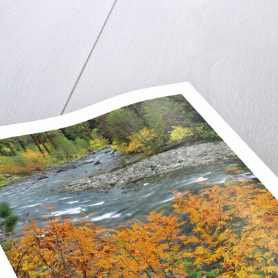 Autumn color along Imnaha River by Anonymous