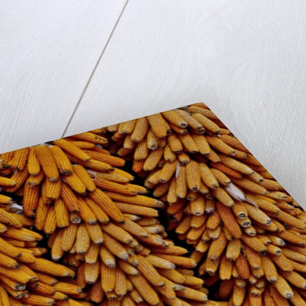 Drying Corn by Anonymous