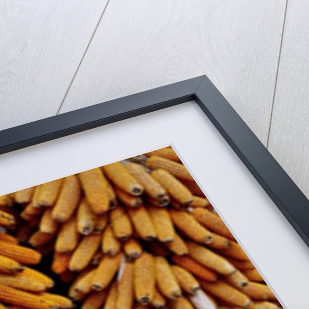 Drying Corn by Anonymous