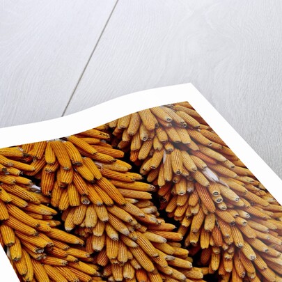 Drying Corn by Anonymous