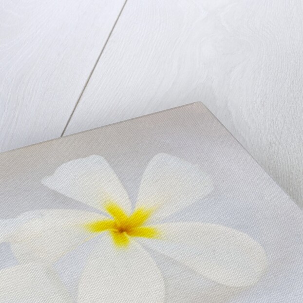 White Plumeria by Anonymous