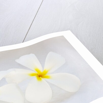 White Plumeria by Anonymous