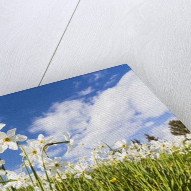 White Daffodil blooming by Anonymous