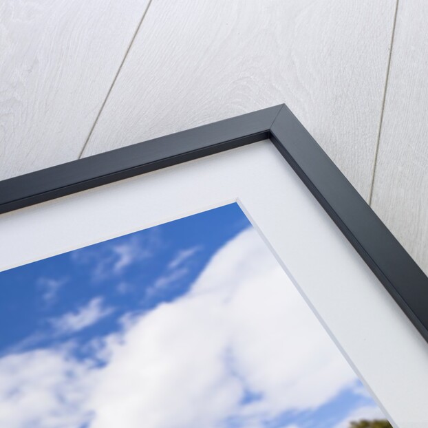 White Daffodil blooming by Anonymous