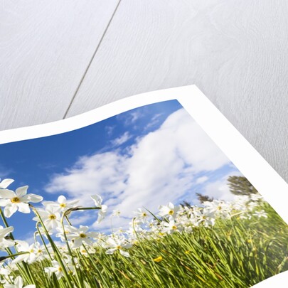 White Daffodil blooming by Anonymous