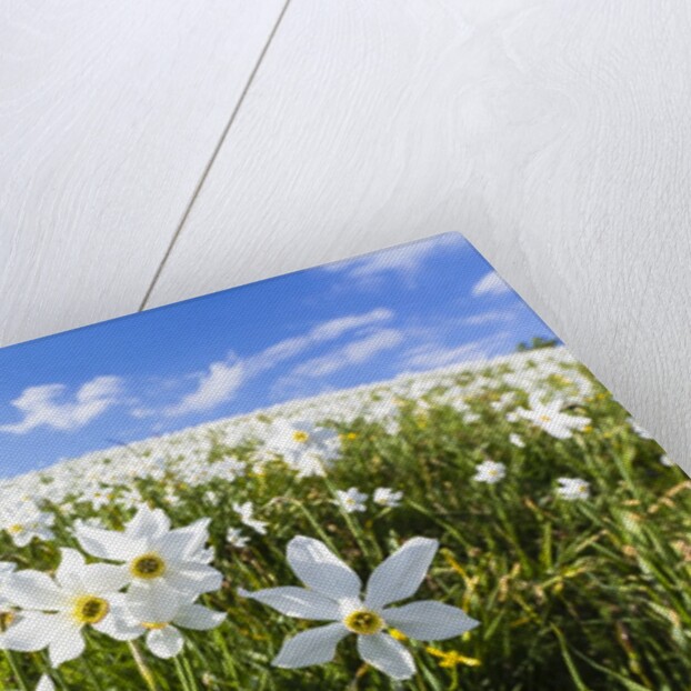 White Daffodil blooming by Anonymous