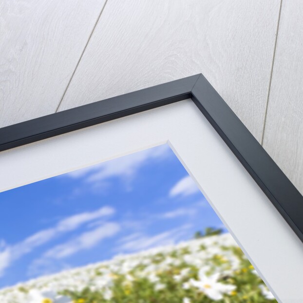 White Daffodil blooming by Anonymous