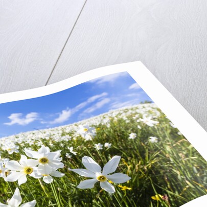 White Daffodil blooming by Anonymous