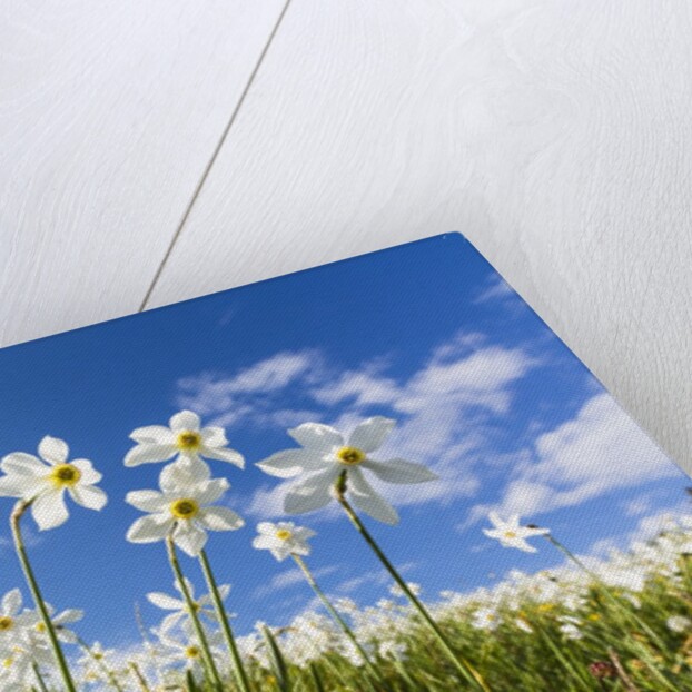 White Daffodil blooming by Anonymous