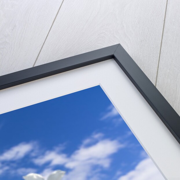 White Daffodil blooming by Anonymous