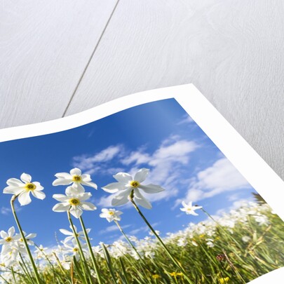 White Daffodil blooming by Anonymous